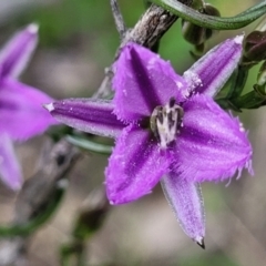 Thysanotus patersonii (Twining Fringe Lily) at Bruce, ACT - 27 Oct 2022 by trevorpreston