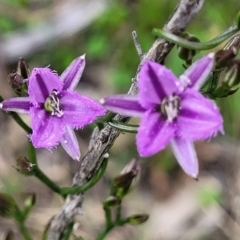 Thysanotus patersonii at Bruce, ACT - 27 Oct 2022