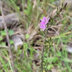 Thysanotus patersonii at Bruce, ACT - 27 Oct 2022