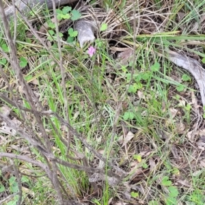 Thysanotus patersonii at Bruce, ACT - 27 Oct 2022