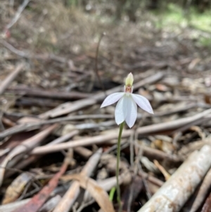 Caladenia carnea at Cotter River, ACT - 27 Oct 2022