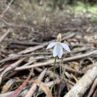Caladenia carnea (Pink Fingers) at Cotter River, ACT - 27 Oct 2022 by tjwells