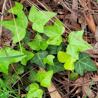 Hedera sp. (helix or hibernica) (Ivy) at Bruce, ACT - 27 Oct 2022 by trevorpreston