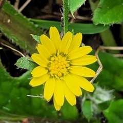 Cymbonotus sp. (preissianus or lawsonianus) (Bears Ears) at Bruce Ridge to Gossan Hill - 27 Oct 2022 by trevorpreston