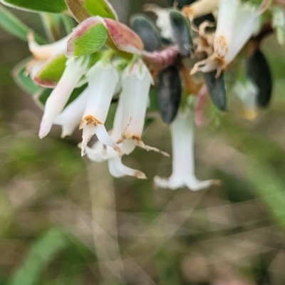 Brachyloma daphnoides (Daphne Heath) at Flea Bog Flat, Bruce - 27 Oct 2022 by trevorpreston