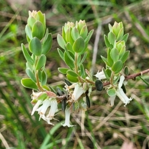 Brachyloma daphnoides at Bruce, ACT - 27 Oct 2022