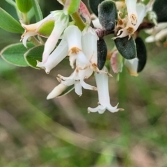 Brachyloma daphnoides at Bruce, ACT - 27 Oct 2022