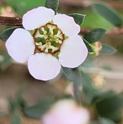 Gaudium multicaule (Teatree) at Flea Bog Flat, Bruce - 27 Oct 2022 by trevorpreston