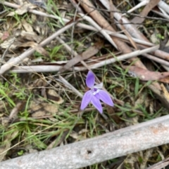 Glossodia major (Wax Lip Orchid) at Cotter River, ACT - 27 Oct 2022 by tjwells