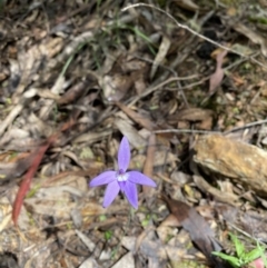 Glossodia major at Cotter River, ACT - suppressed