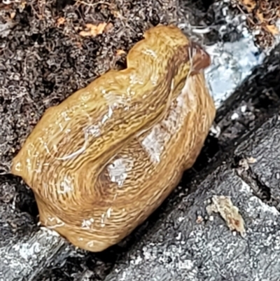 Lenkunya virgata (Brown-streaked planarian) at Bruce, ACT - 27 Oct 2022 by trevorpreston