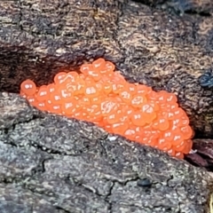 Tubifera ferruginosa (Raspberry Slime) at Bruce, ACT - 27 Oct 2022 by trevorpreston