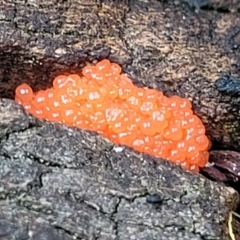 Tubifera ferruginosa at Bruce, ACT - 27 Oct 2022