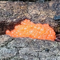 Tubifera ferruginosa at Bruce, ACT - 27 Oct 2022