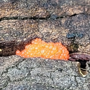 Tubifera ferruginosa at Bruce, ACT - 27 Oct 2022