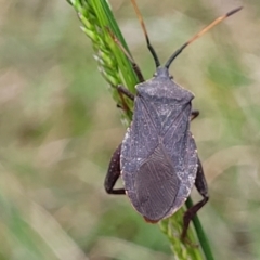 Amorbus sp. (genus) (Eucalyptus Tip bug) at Bruce, ACT - 27 Oct 2022 by trevorpreston