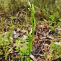 Diuris sulphurea (Tiger Orchid) at Paddys River, ACT - 26 Oct 2022 by JohnBundock