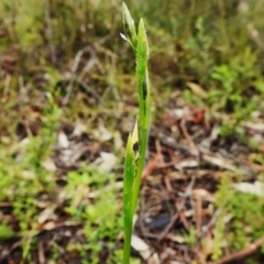 Diuris sulphurea (Tiger Orchid) at Paddys River, ACT - 25 Oct 2022 by JohnBundock