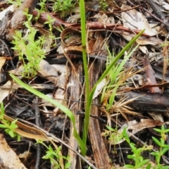 Diuris sulphurea at Paddys River, ACT - 26 Oct 2022