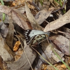 Belenois java (Caper White) at Tidbinbilla Nature Reserve - 26 Oct 2022 by GirtsO