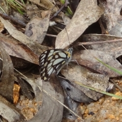 Belenois java at Paddys River, ACT - 26 Oct 2022 01:01 PM