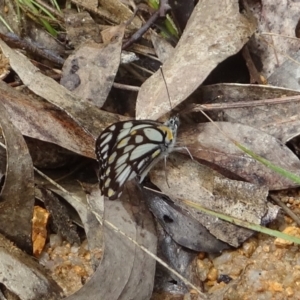 Belenois java at Paddys River, ACT - 26 Oct 2022