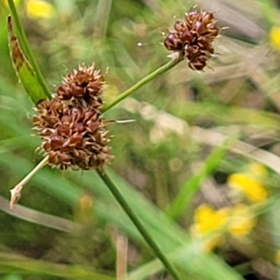 Luzula densiflora (Dense Wood-rush) at Bruce Ridge to Gossan Hill - 27 Oct 2022 by trevorpreston