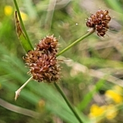 Luzula densiflora at Bruce, ACT - 27 Oct 2022