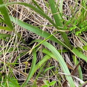 Luzula densiflora at Bruce, ACT - 27 Oct 2022