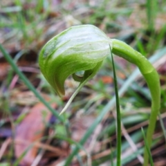 Pterostylis nutans (Nodding Greenhood) at Tidbinbilla Nature Reserve - 26 Oct 2022 by JohnBundock