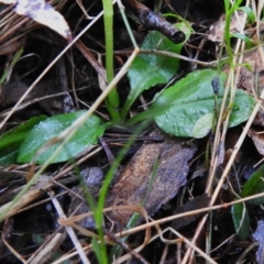 Pterostylis nutans at Paddys River, ACT - suppressed