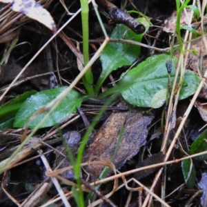 Pterostylis nutans at Paddys River, ACT - 26 Oct 2022