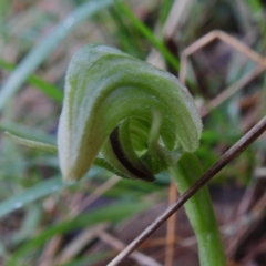 Pterostylis nutans at Paddys River, ACT - suppressed