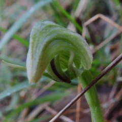 Pterostylis nutans at Paddys River, ACT - 26 Oct 2022