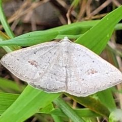 Casbia pallens (Pale Casbia) at Bruce, ACT - 27 Oct 2022 by trevorpreston