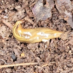 Lenkunya virgata (Brown-streaked planarian) at Bruce, ACT - 27 Oct 2022 by trevorpreston