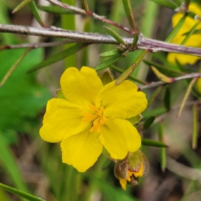Hibbertia calycina (Lesser Guinea-flower) at Bruce Ridge to Gossan Hill - 27 Oct 2022 by trevorpreston