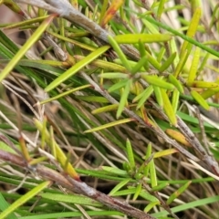 Hibbertia calycina at Bruce, ACT - 27 Oct 2022