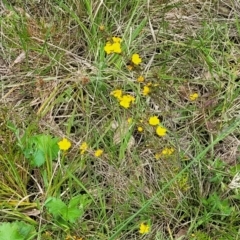 Hibbertia calycina at Bruce, ACT - 27 Oct 2022 12:45 PM