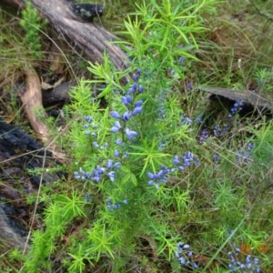 Comesperma volubile at Paddys River, ACT - 26 Oct 2022