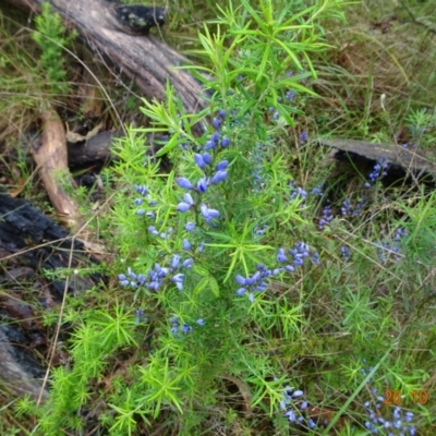 Comesperma volubile (Love Creeper) at Paddys River, ACT - 26 Oct 2022 by GirtsO