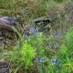 Comesperma volubile at Paddys River, ACT - 26 Oct 2022 12:39 PM