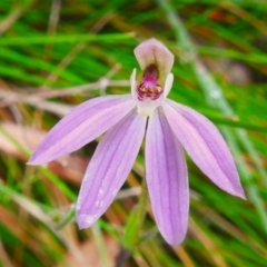 Caladenia carnea (Pink Fingers) at Tidbinbilla Nature Reserve - 26 Oct 2022 by JohnBundock