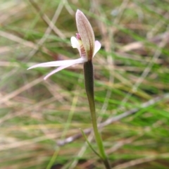 Caladenia carnea at Paddys River, ACT - 26 Oct 2022