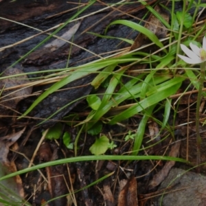 Caladenia carnea at Paddys River, ACT - 26 Oct 2022