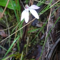 Caladenia carnea (Pink Fingers) at Gibraltar Pines - 26 Oct 2022 by GirtsO