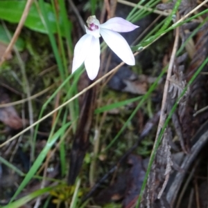 Caladenia carnea at Paddys River, ACT - 26 Oct 2022