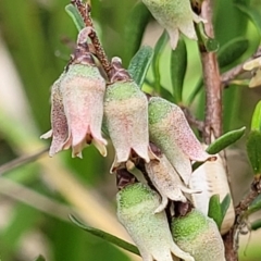 Cryptandra amara (Bitter Cryptandra) at Bruce Ridge to Gossan Hill - 27 Oct 2022 by trevorpreston