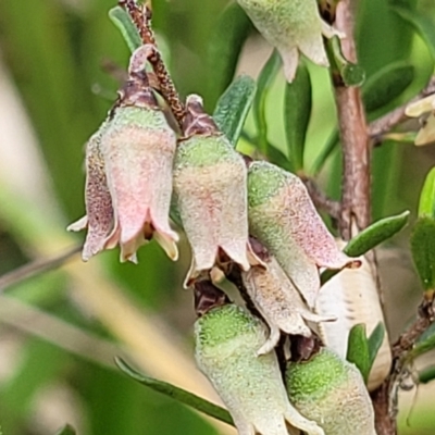 Cryptandra amara (Bitter Cryptandra) at Bruce Ridge to Gossan Hill - 27 Oct 2022 by trevorpreston