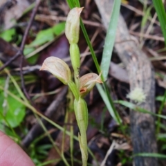 Bunochilus sp. (Leafy Greenhood) at Gibraltar Pines - 26 Oct 2022 by JohnBundock